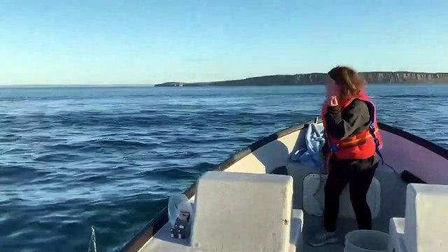Ces touristes vont avoir une belle surprise en mer : des baleines sautent à quelques mètres du bateau