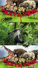 Hewan langka Yang Jarang Diketahui Banyak Orang!!kedih