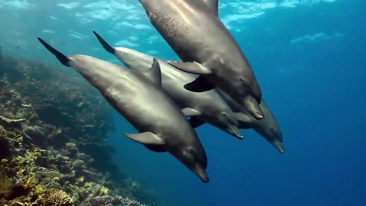 shark vs dolphin هل يخاف القرش من الدولفين شاهد و أحكم بنفسك