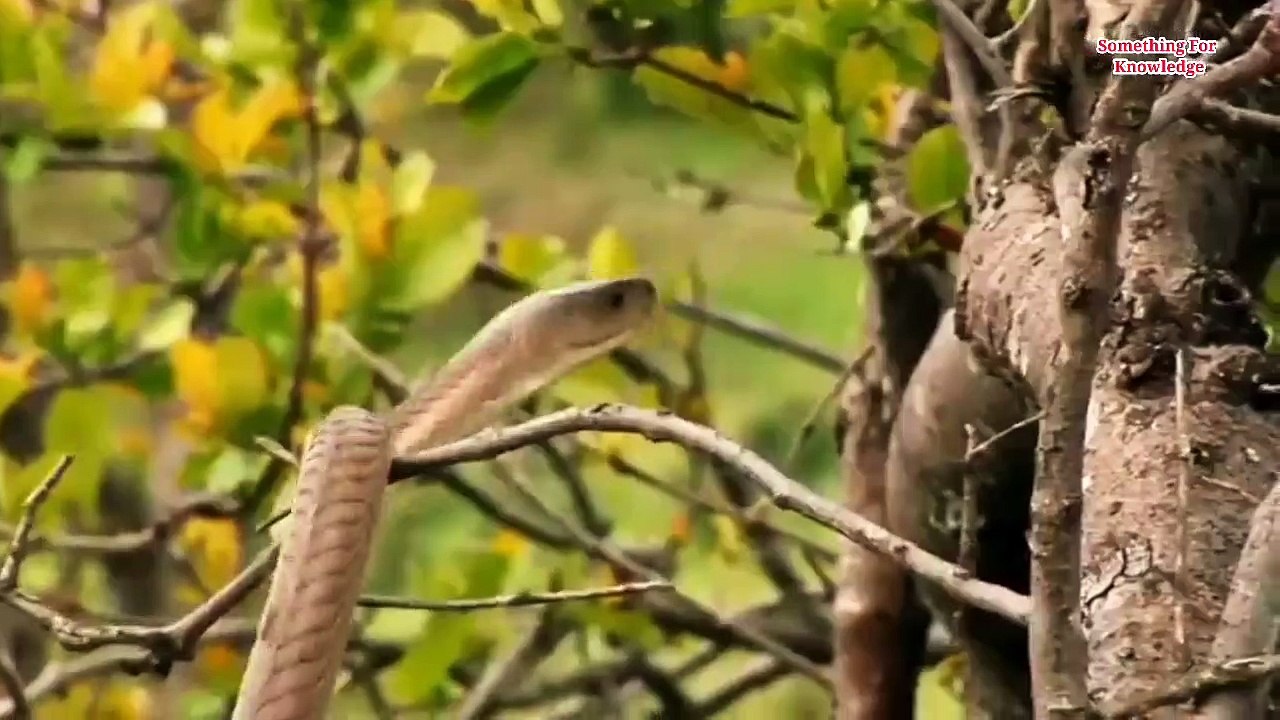 दुनिया का सबसे खतरनाक सांप  Top 5 Most Venomous...