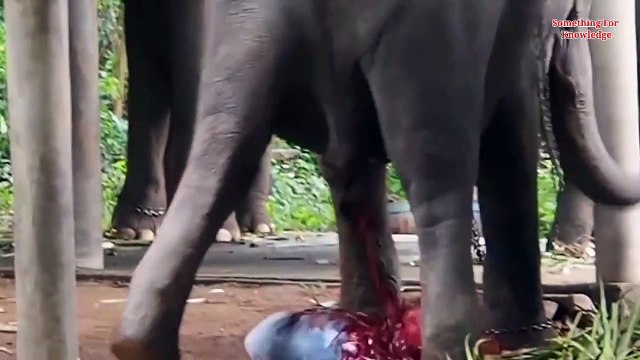 जानवर अपने बच्चों को जन्म कैसे देते हैं part-2 This is how These 7 animals look like at giving