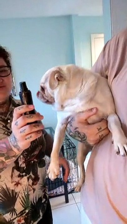 Drama Pug Hates Her Nails Trimmed