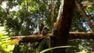 दुनिया के सबसे डरावने जंगल   Amazon rainforest tribe   jungle je aadivasi   Amazon forest