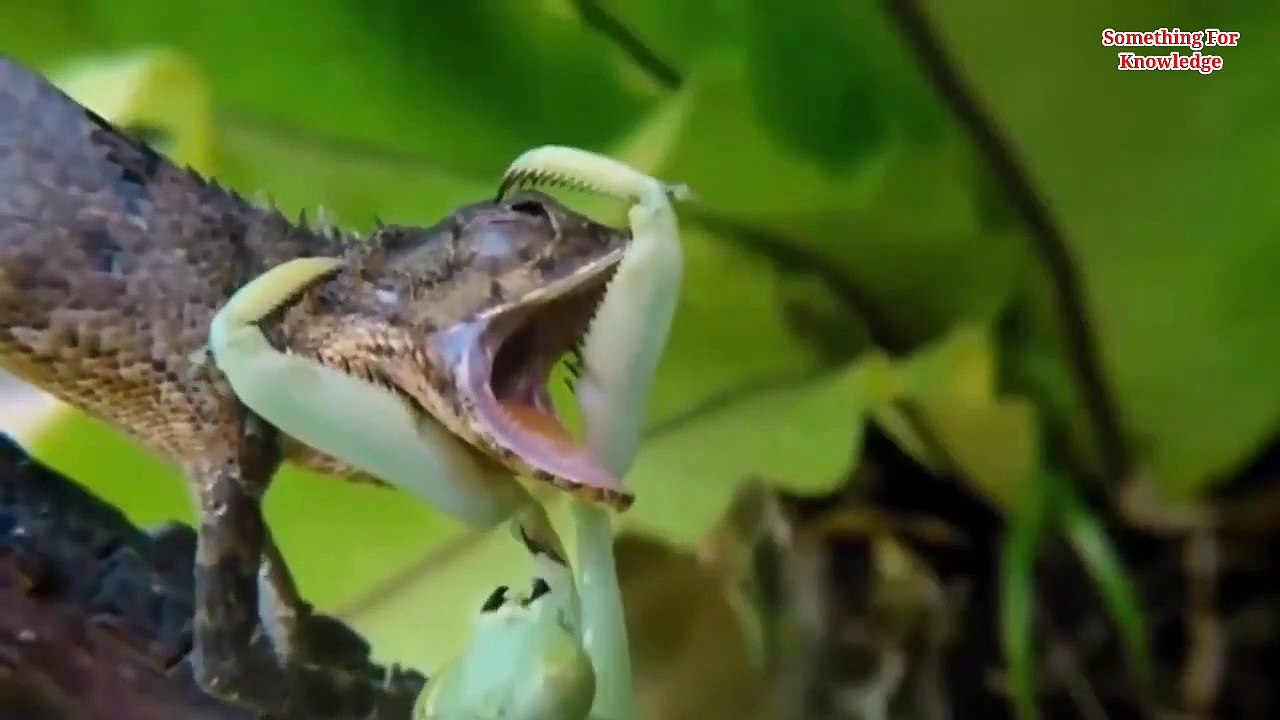 इन जानवरों के पास मौजूद हैं अजीब शक्तियां   Fat ways animal protect themselves from predators