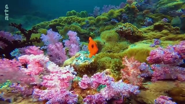 Mers et océans Quand la Terre se réchauffe (12) ARTE