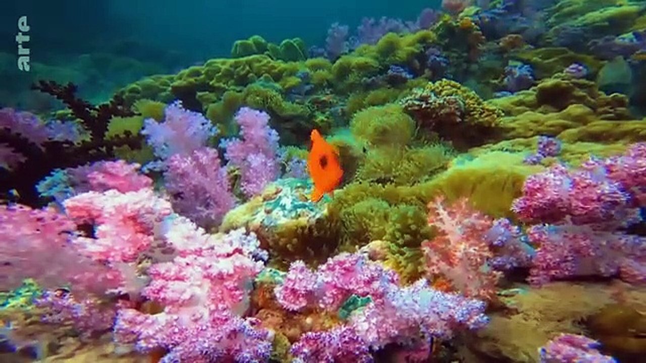 Mers et océans  Quand la Terre se réchauffe (12)  ARTE