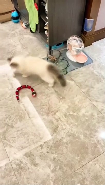Cute cat playing 