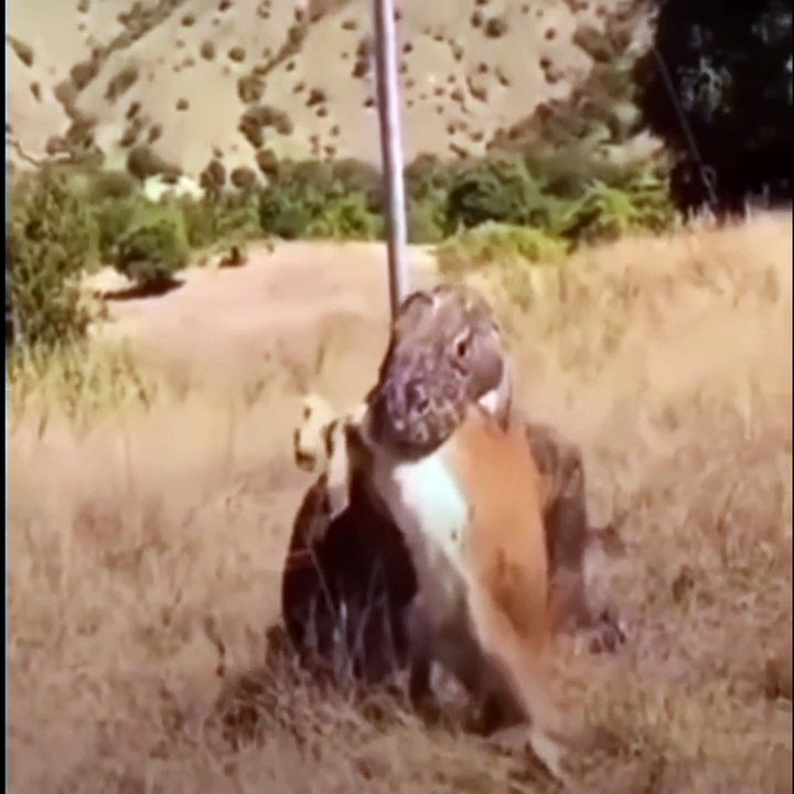 How's Dangerous Komodo Dragon