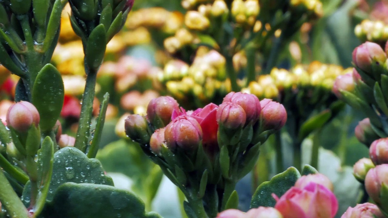mixkit-bunches-of-unopened-flowers-1891-4k