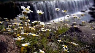 mixkit-daisy-flowers-near-a-big-waterfall-19501-medium