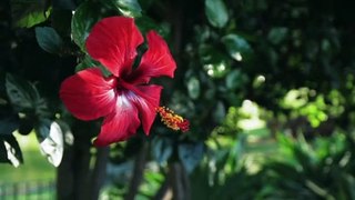 mixkit-red-flower-of-a-tree-in-a-garden-3000