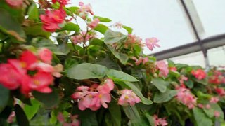 mixkit-flowering-plants-in-a-nursery-43708