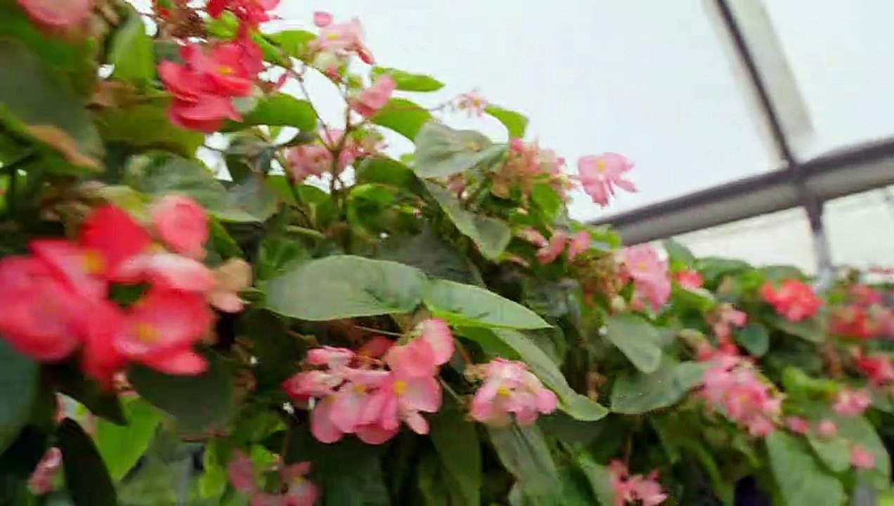 mixkit-flowering-plants-in-a-nursery-43708