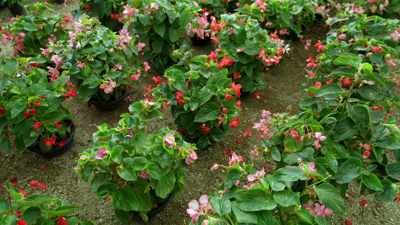 flowering plants in a nursery