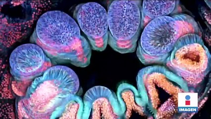 Concurso de fotomicrografía Nikon Small World nos acerca a lo inalcanzable