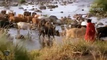 Massai Tribe Combined With Wild Horses To Stop Lion King Brutal Attack