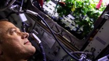 NASA vai investigar mutações de plantas no espaço