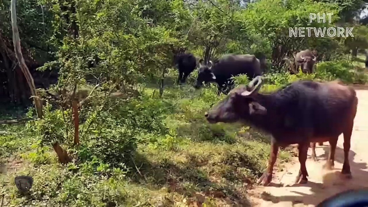 Hungry Leopard Jumps Into Cliff To Attack Cows   Wild Animal Attack