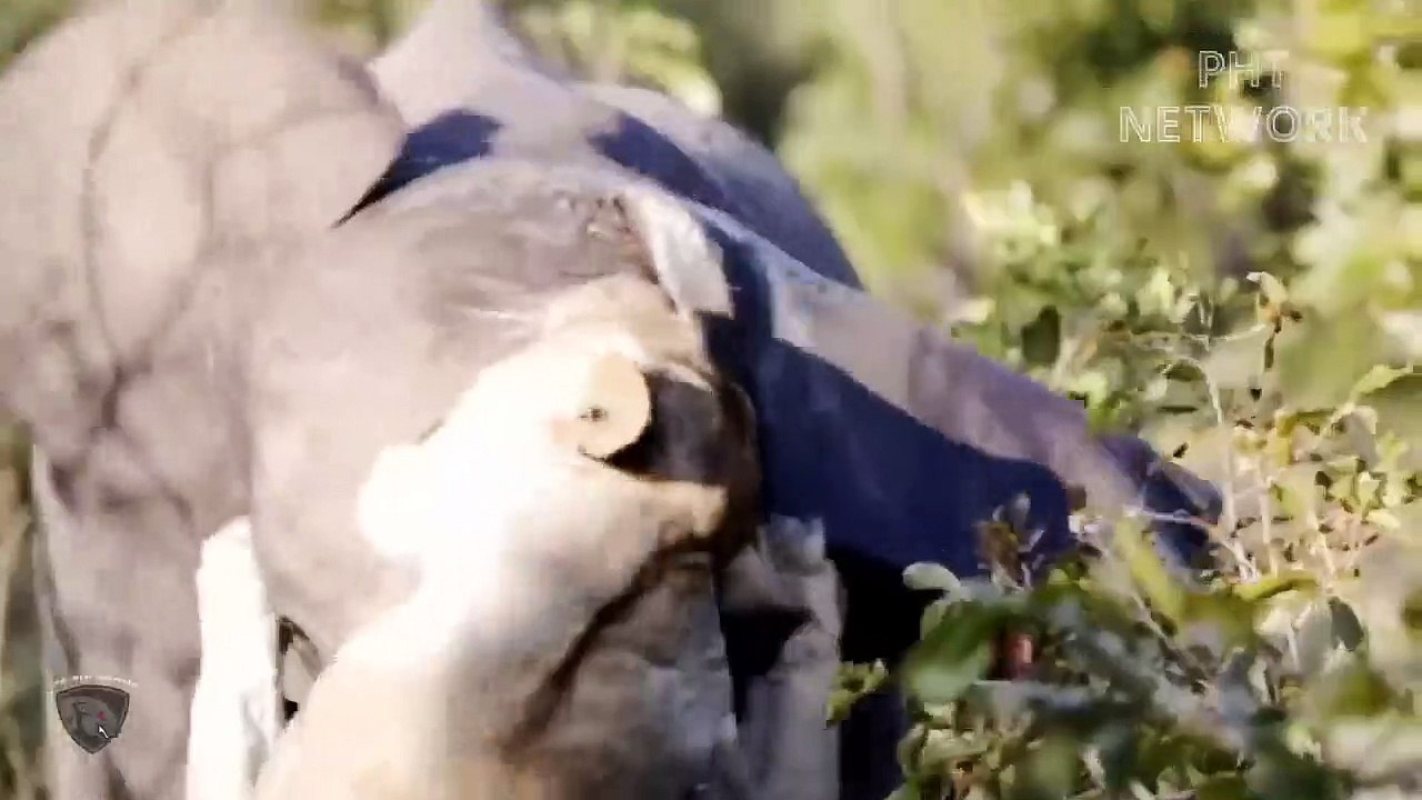 Lion Must Receive Catastrophic Failure When He Subjectively Attack Elephant   Wild Animal Attack