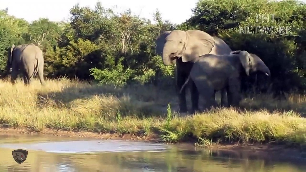 Mother Elephant Risked Her Life To Destroy Crocodile To Save Her Newborn Baby   Wild Animal Attack