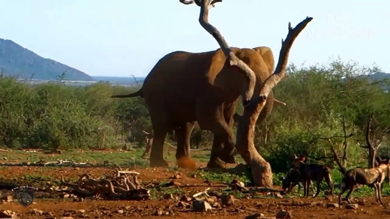Newborn Baby Elephant Is Mercilessly Destroy By Pack Of Bloodthirsty Wild Dogs   Wild Animal Attack