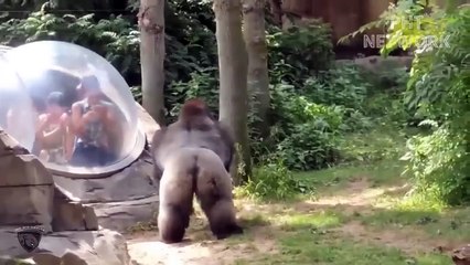 Lion Family Had To Be Sacrificed Because Of Terrible Power Of Gorilla   Wild Animal Attack