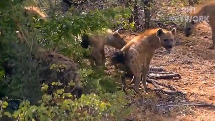Frightened Leopard Climbs Cliff When Attack By Hyenas So Brutally   Wild Animal Attack 2022