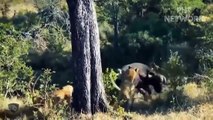 The Buffaloes Work Together To Defeat Lion Very Brutally   Wild Animal 2022