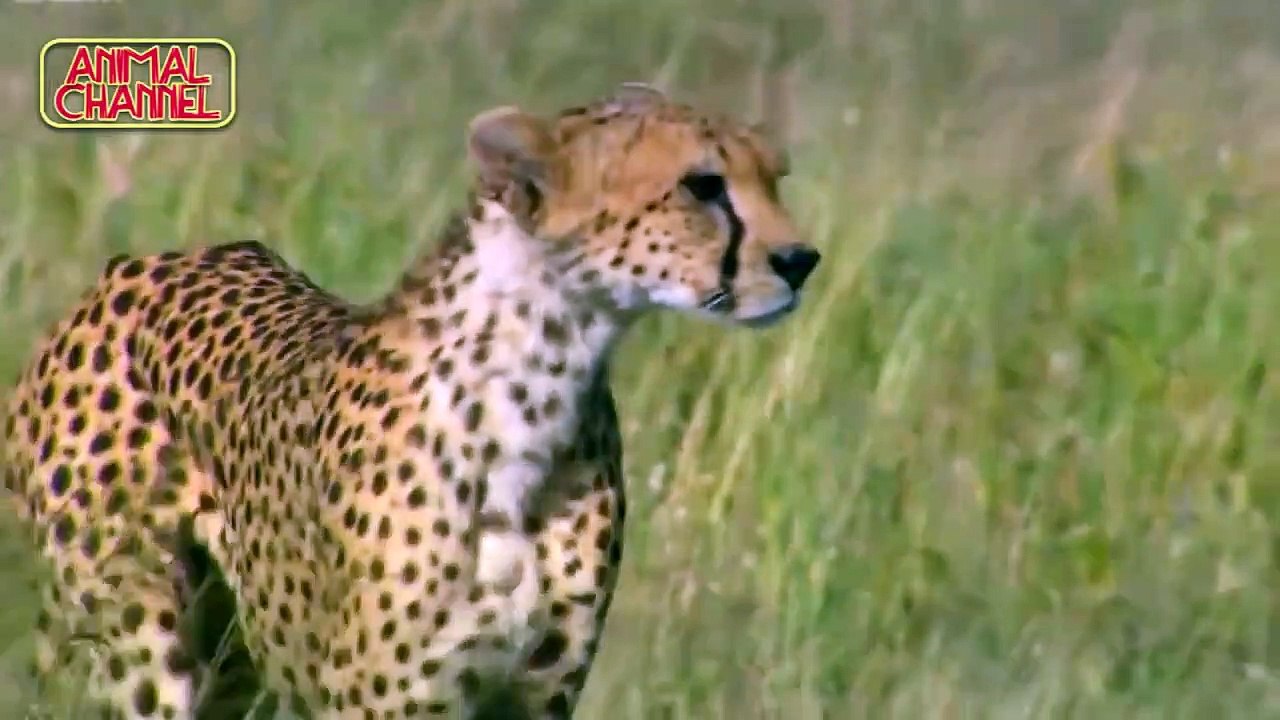 Most Amazing Big Cats Hunting Attack Compilation   Cheetah Lions Jaguar Leopard