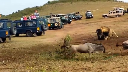 Wildebeest Fight For Survival - Lion Are In Pain When It Is Cornered By Wildebeest Can't Run Away