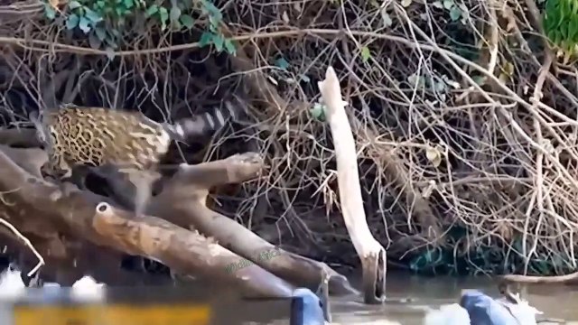So Pitiful! Lion Is Tragically Killed By Hyenas When He Rushes Into Battle With Hyena And Warthog