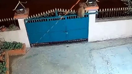 Terrible Disaster When Leopard Constantly Screams And Attacks Everything - Leopard Vs Buffalo