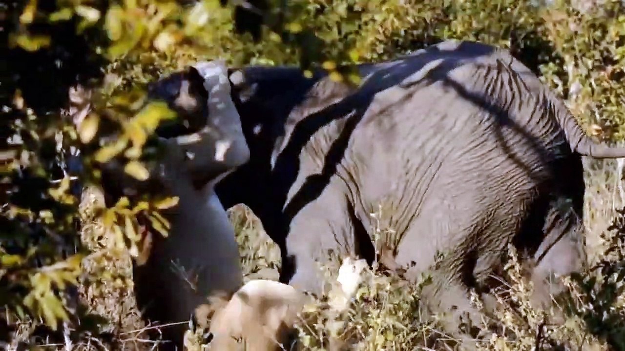 Dire Situation! Buffalo Reluctantly Rushes In To Kill Lion To Save The Poor Baby Elephant