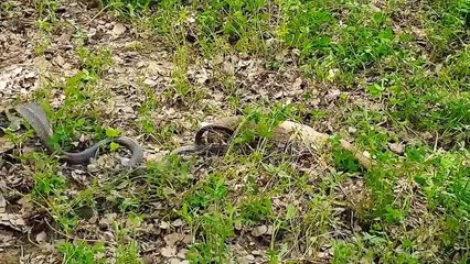 Suffocating Excitement! The Unlucky Dog Is trapped In The Sharp Teeth Of Lizard And The Ending