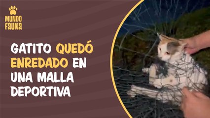 Indefenso gatito quedó enredado en la malla de una cancha de tenis