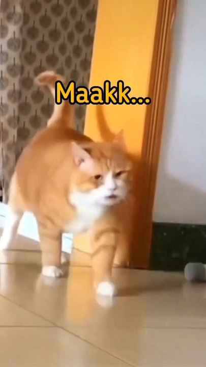 Si mbul oyen