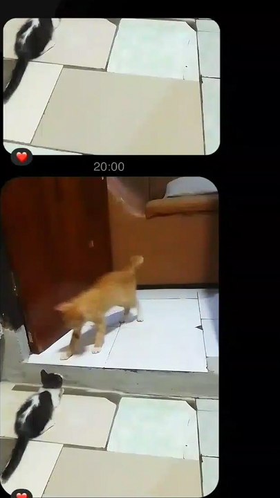 a cute cat