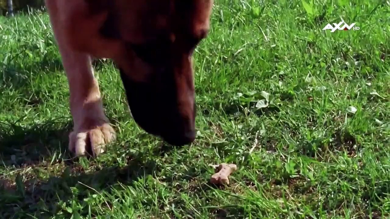 Kommissar Rex Staffel 9 Folge 5 HD Deutsch