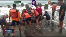 Seekor Paus Pilot Mati Terdampar di Pantai Glagah Kulon Progo