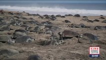Un millón de tortugas llegaron a Oaxaca para depositar 4 millones de huevos