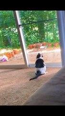 LUCU MENGGEMASKAN KUCING OREN