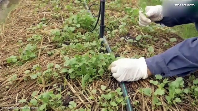 Coriander Farming , Cultivation and Agriculture Harvesting Technology