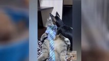 The Funniest Animal Reactions Ever Pets Town#3@Funny cat