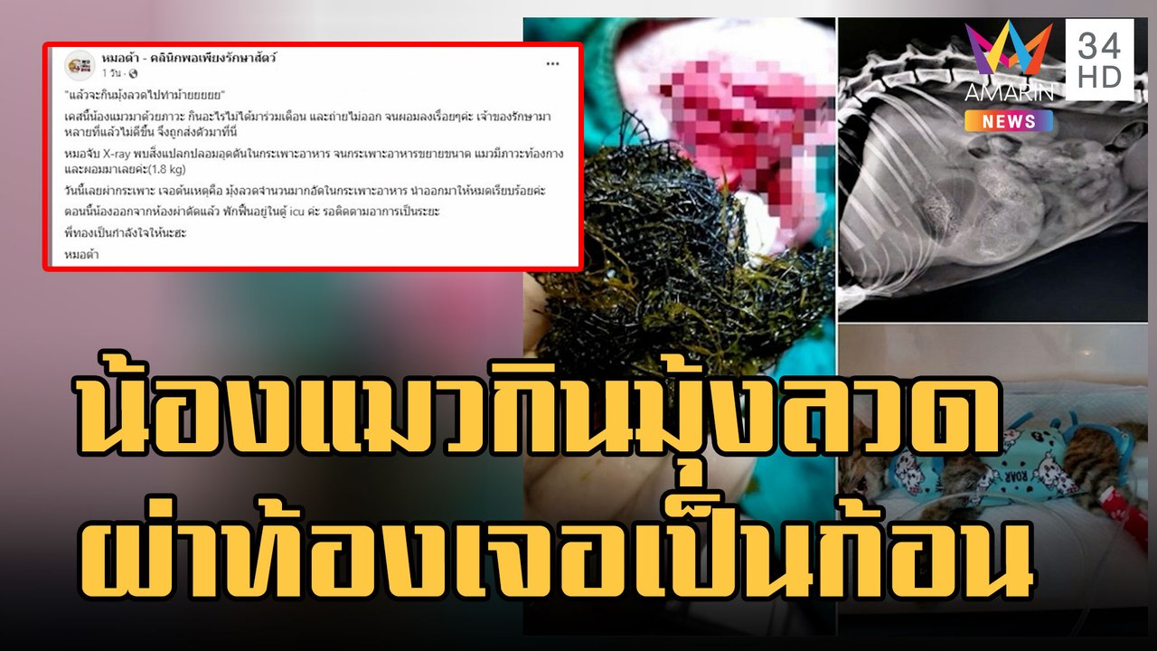 ข่าวเที่ยงอมรินทร์ | อุทาหรณ์! น้องแมวกินมุ้งลว...
