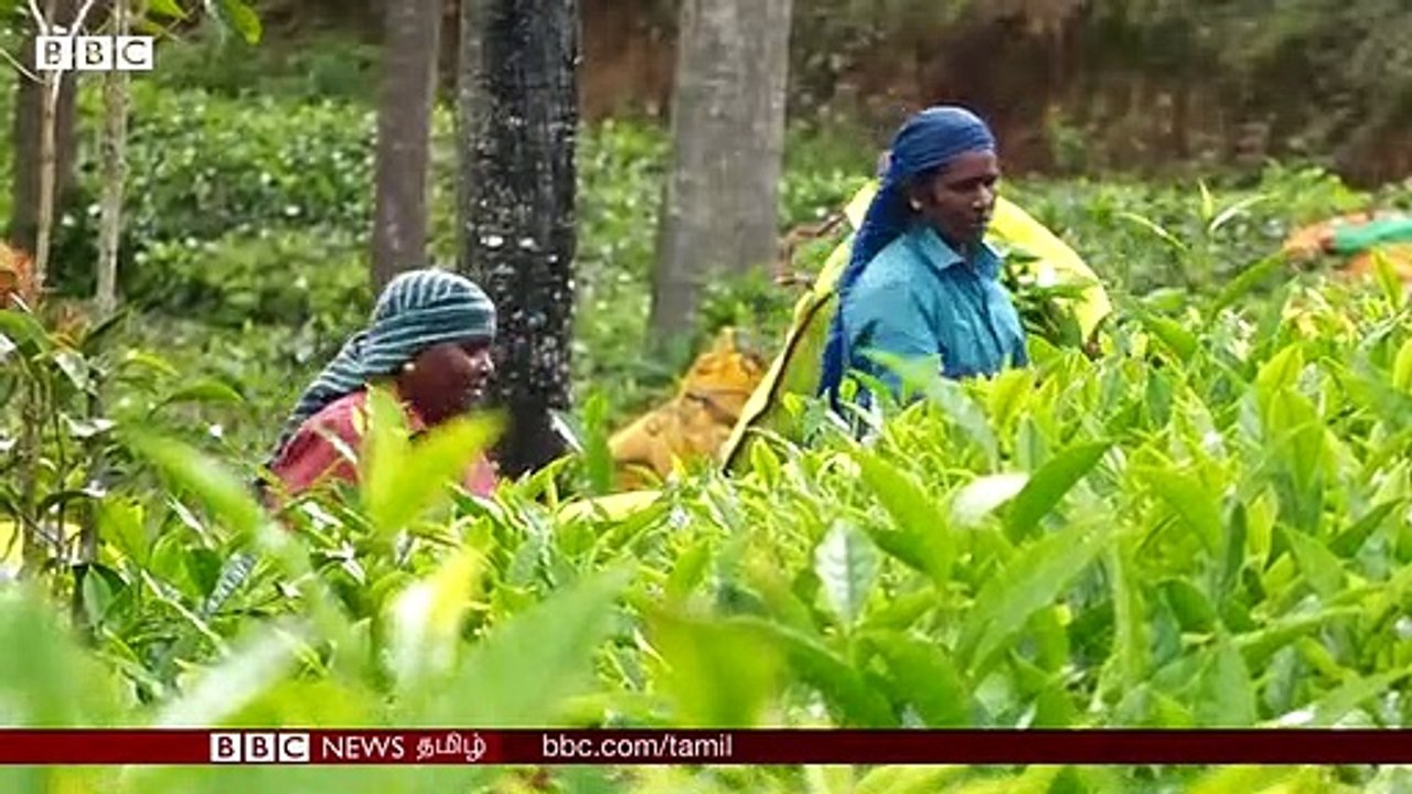 சினிமா பாடலை பாடி அசத்திய தேயிலைத் தோட்டத் தொழிலாளி