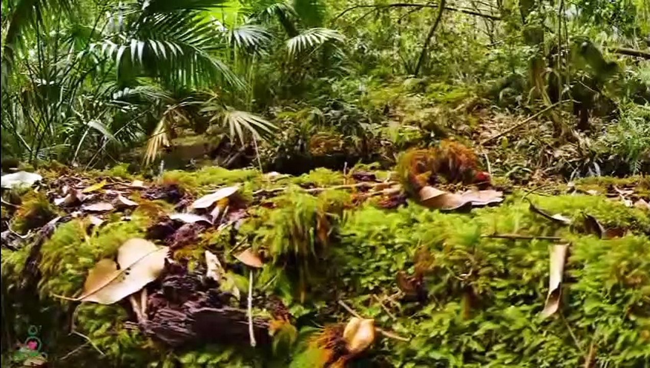 Grande musique et belle nature  Musique délicate, calme le système nerveux et plaît à l'âme