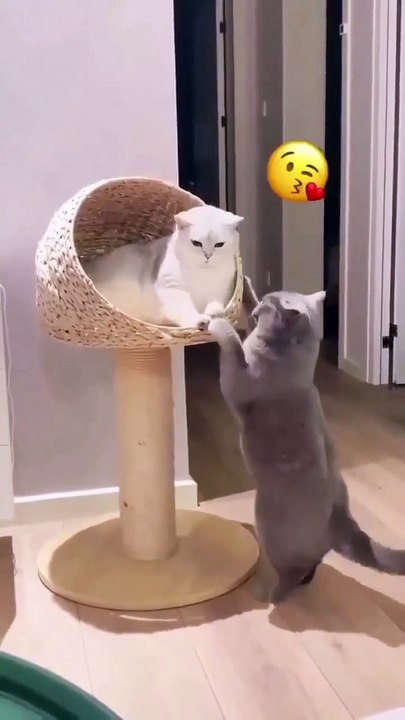 Cat in love