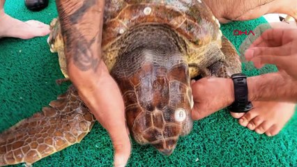 Ölmek üzere olan caretta caretta 2 gün süren dalışlar sonucu kurtuldu