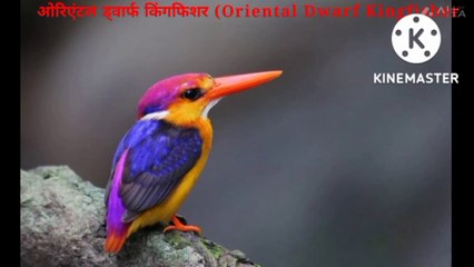 Most Beautiful Birds in the World|15 खूबसूरत पंछी