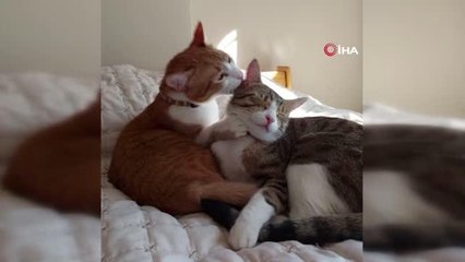 Minik kedi 7'nci kattan böyle düştü